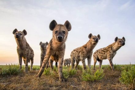 Discover the Amazing Lifestyle of Hyenas – Animal Encyclopedia
