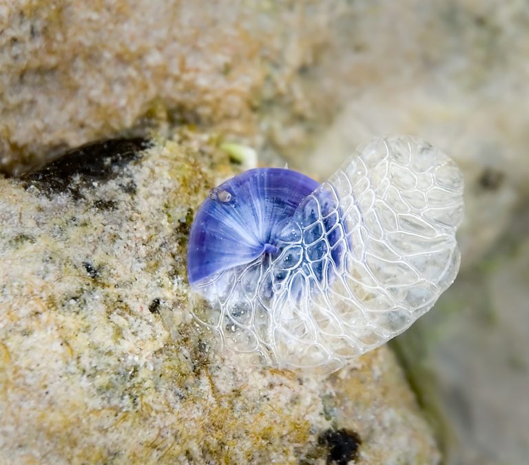 Amazing Facts About Violet Sea Snails Animal Encyclopedia