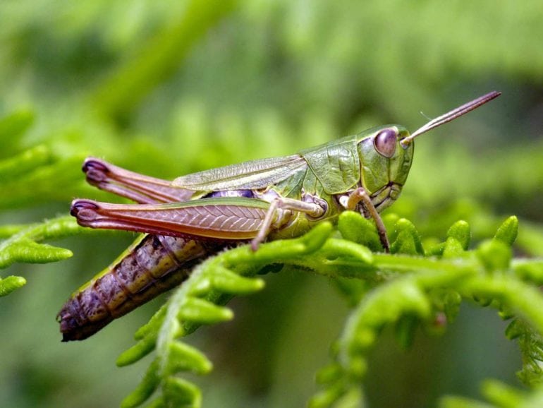 Amazing Facts About Crickets Animal Encyclopedia