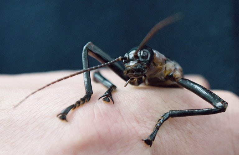 Facts About Lord Howe Island Stick Insect Animal Encyclopedia