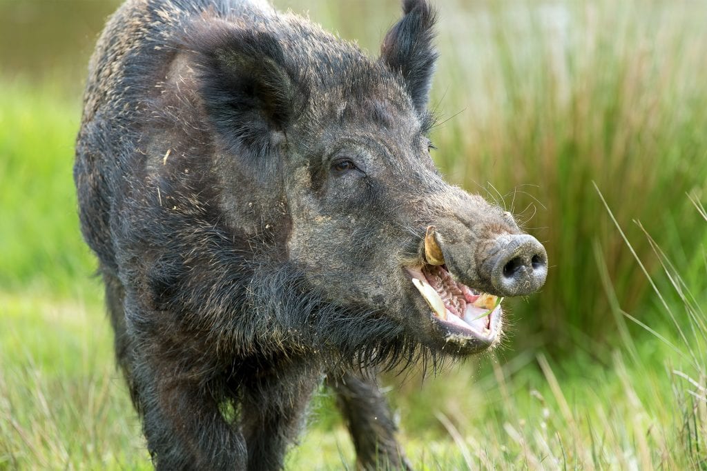 wild-boar