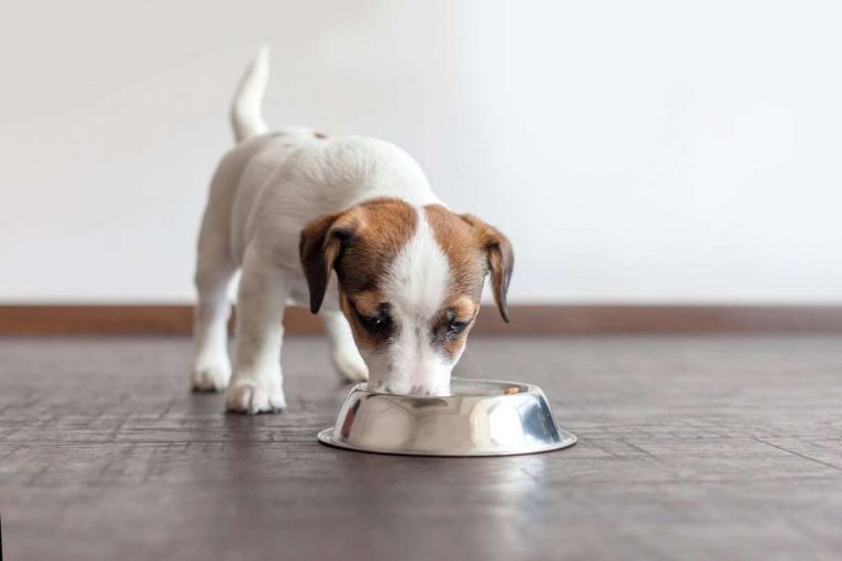 Meats Your Dog Can Actually Eat Animal Encyclopedia