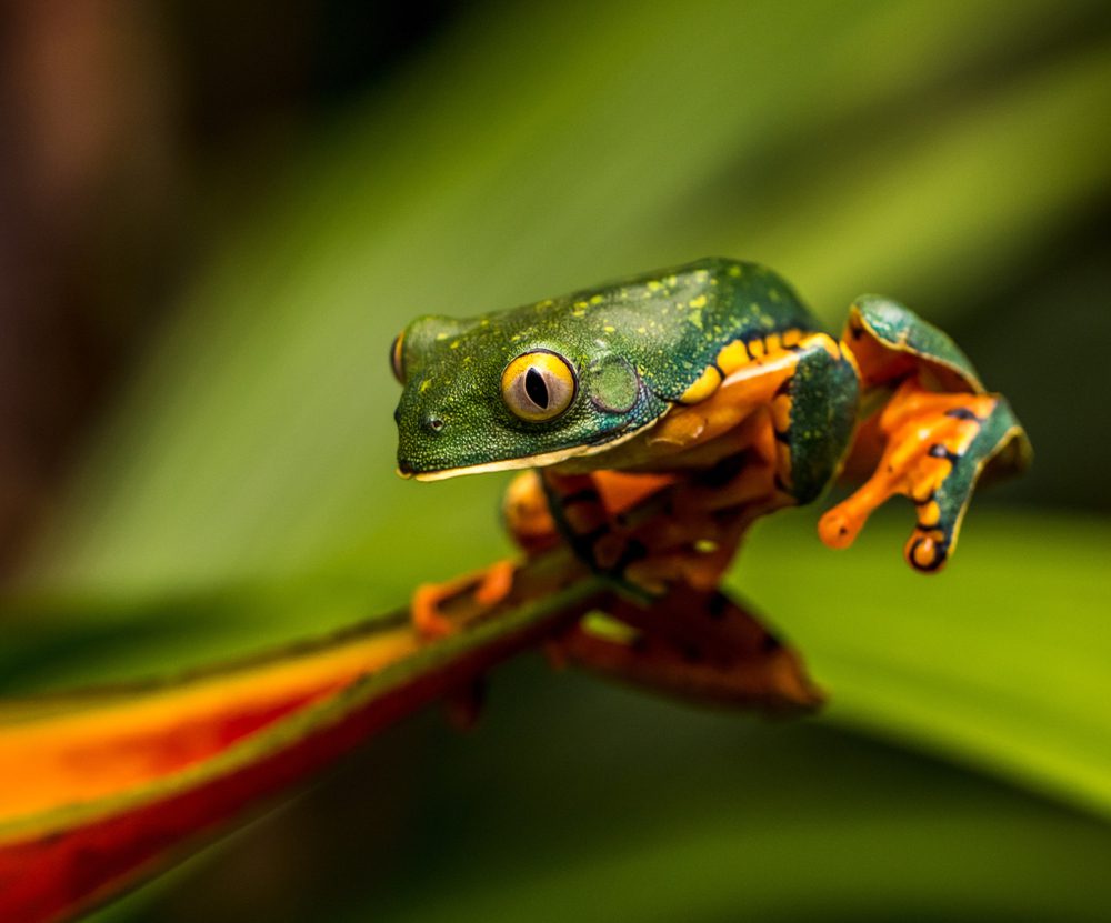 9 Animals That Can Predict The Weather Page 3 Animal Encyclopedia