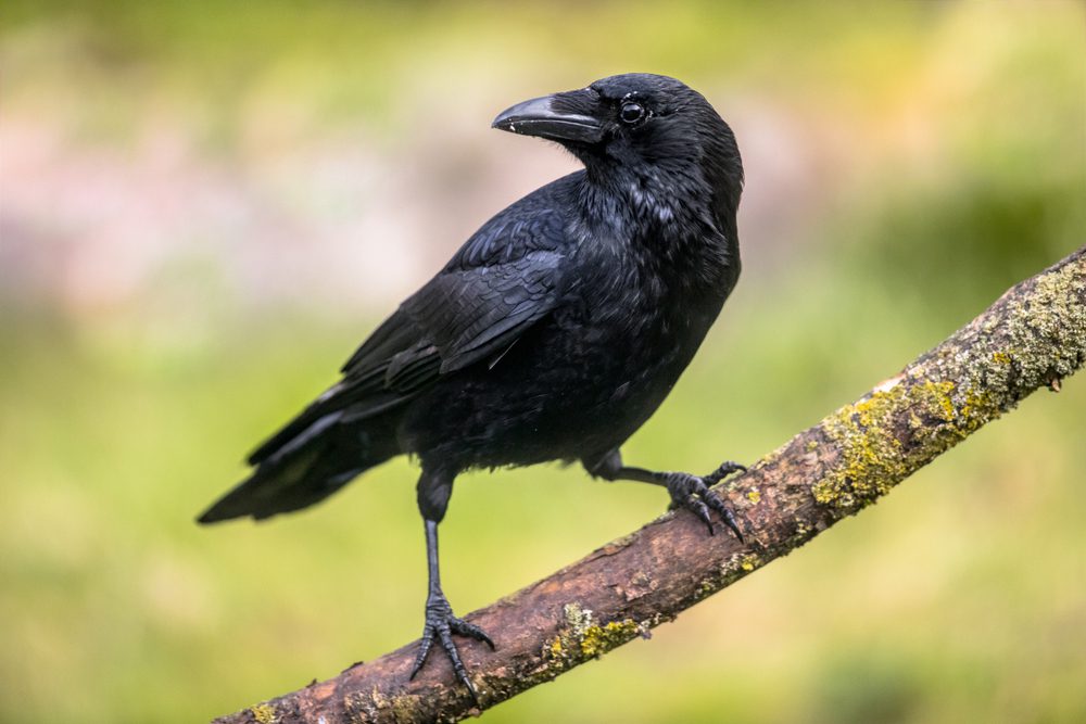 9 Animals That Can Predict The Weather Page 6 Animal Encyclopedia
