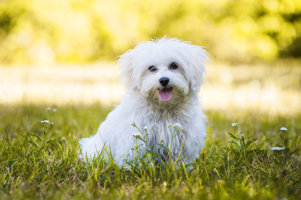 13 Most Popular Small Dog Breeds in America Animal Encyclopedia