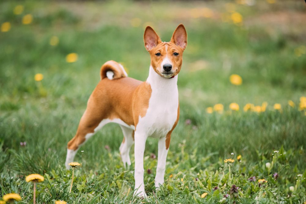 13 Most Popular Small Dog Breeds in America Animal Encyclopedia