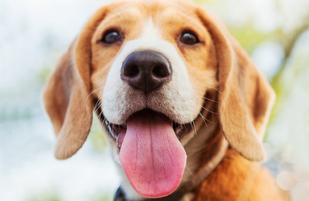 8 Surprising Facts About Your Dogs Tongue Animal Encyclopedia