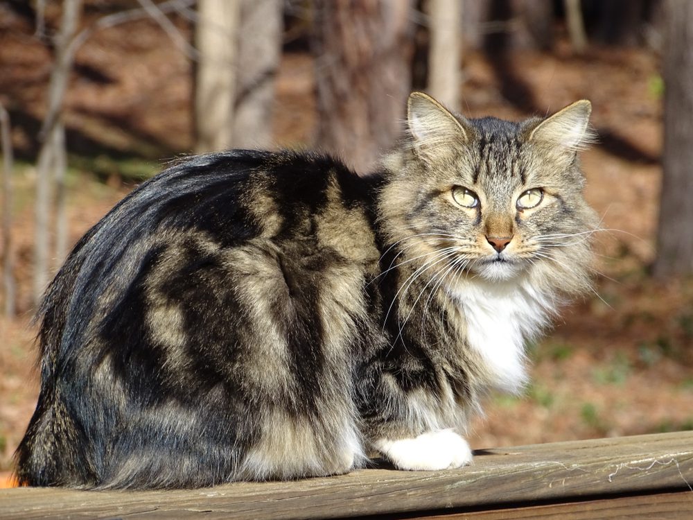 7 of the Most Beautiful Large Cat Breeds in the World Animal Encyclopedia