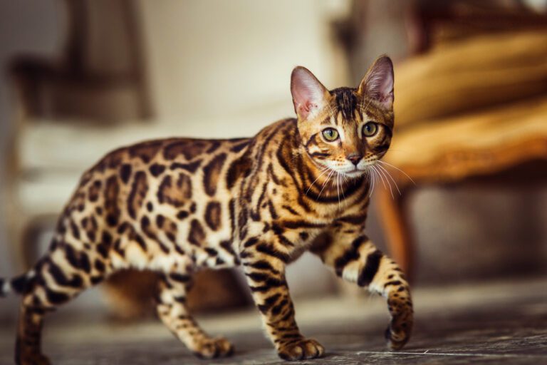 7 Cats That Look Like Tigers & Other Wild Felines Page 4 Animal