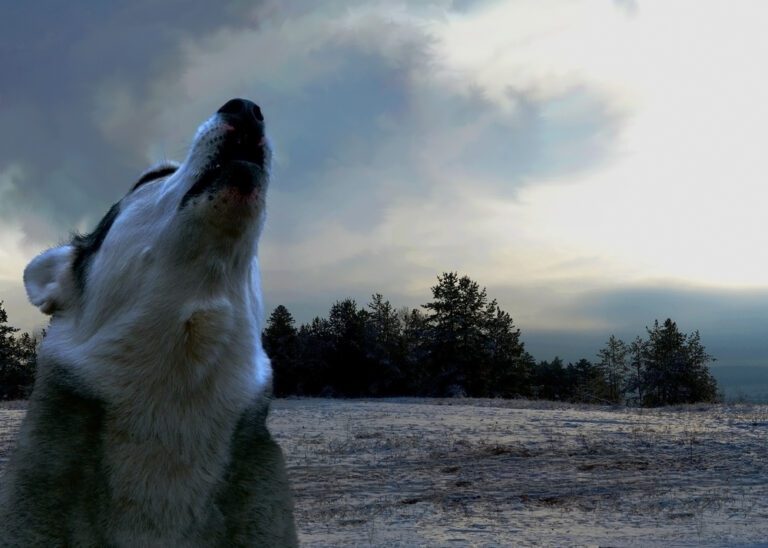 Is Your Dog Barking on a Full Moon? Here’s What to Do Page 3 Animal
